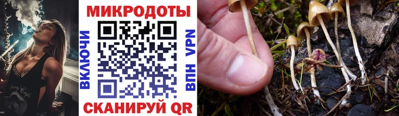 Купить где  Ростов-на-Дону  Псилоцибиновые грибы Psilocybe 